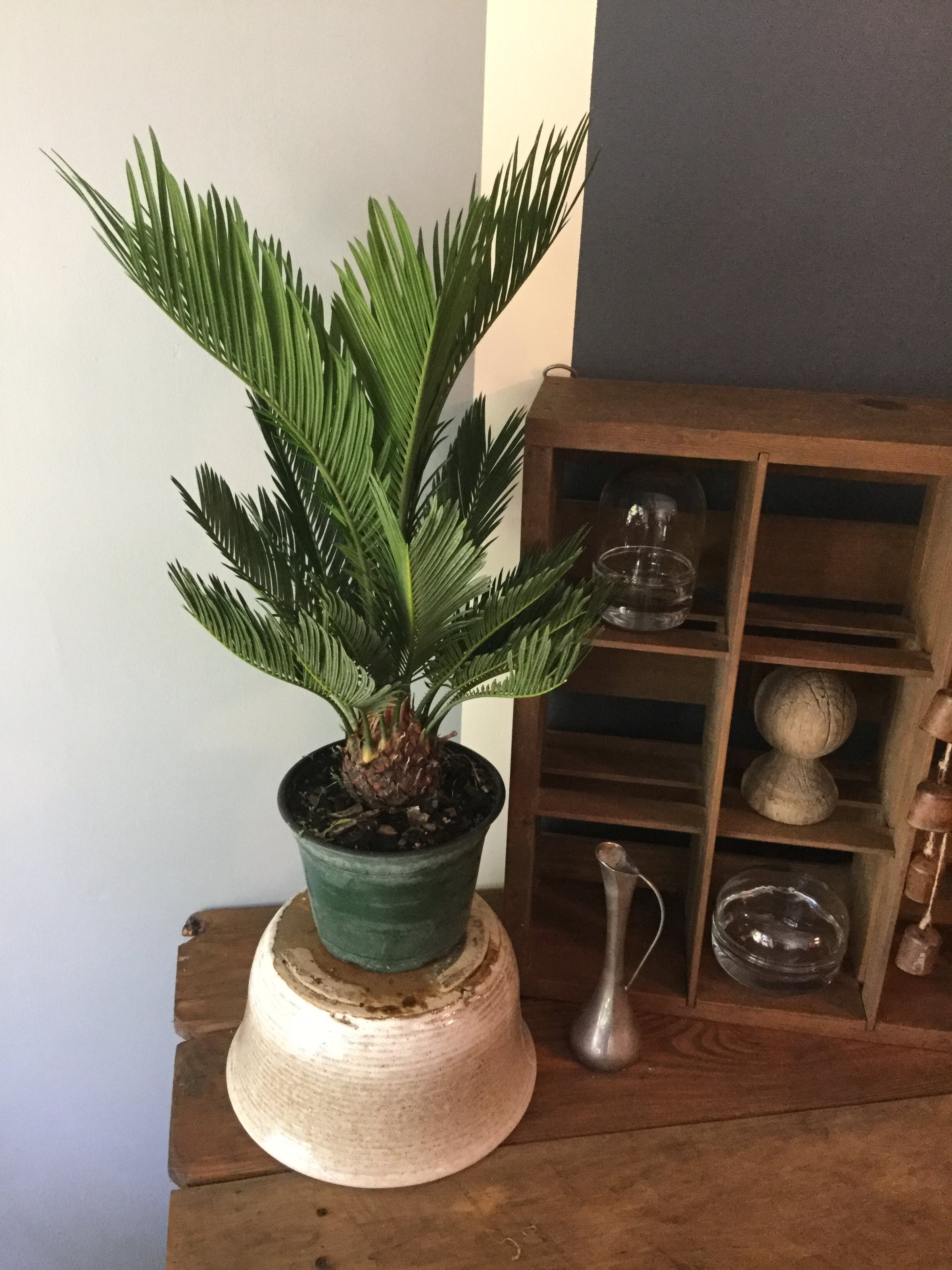 サゴ・パーム Amazon.com : Sago Palm Seeds for Planting - Great Indoor Plant (2